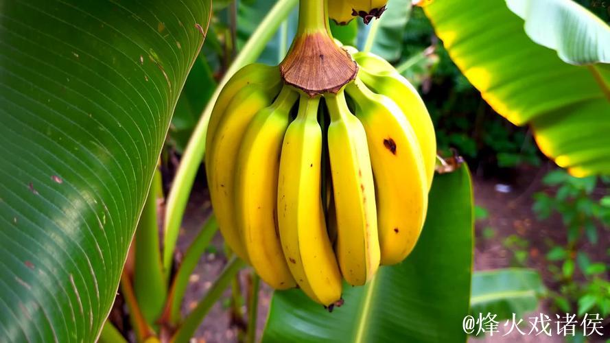 大香蕉黄色视频