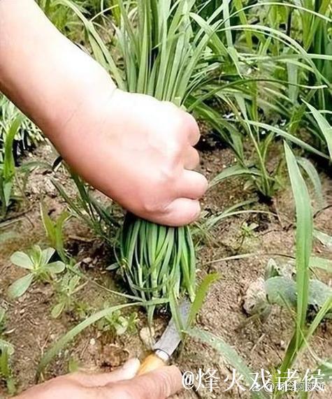 探秘51吃瓜群众路线背后的故事